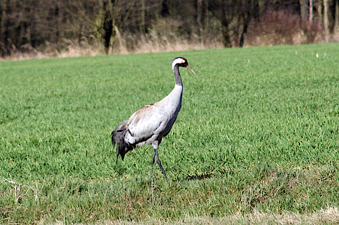 Kranich auf Auenwiese