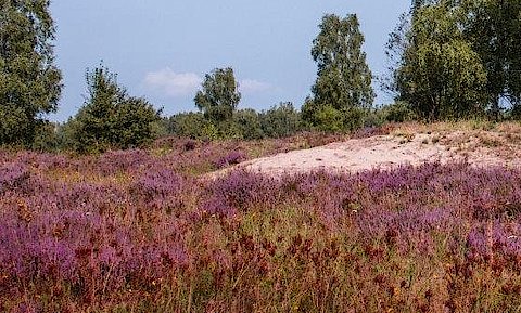 Vorne im Bild ist rosa blühendes Heidekraut zu sehen. Daneben große grüne Bäume vor blauem Himmel.