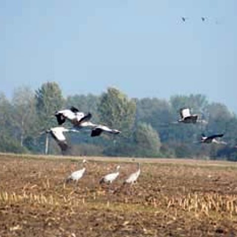 Große graue Vögel sind auf einem Acker. Einige fliegen los. 