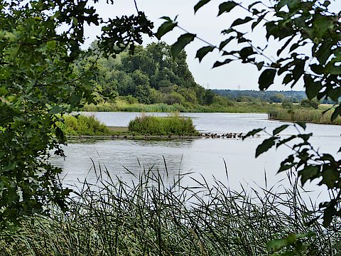 Blick auf ein Gewässer. Am Rand Blätter und im Hintergrund Wiesen und Wald.