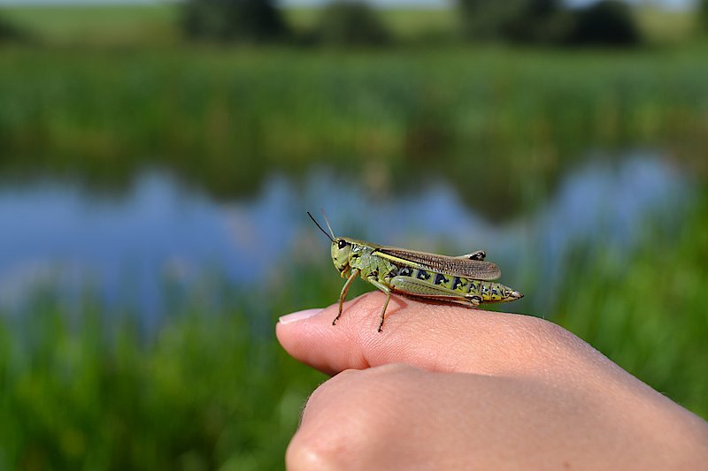 Ein Kind hält eine Heuschrecke auf der Hand 