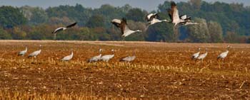 Cranes foraging for food